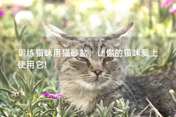 訓(xùn)練貓咪用貓砂盆，讓你的貓咪愛上使用它!